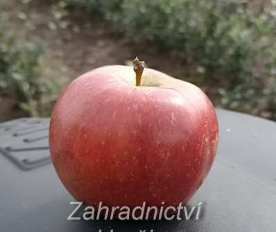 Jabloň Frosta