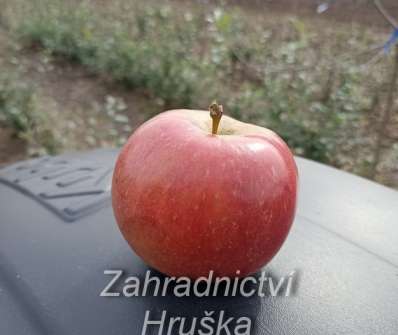 Jabloň Frosta
