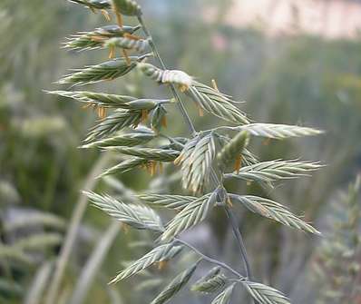 kostřava - Festuca cinerea var glauca