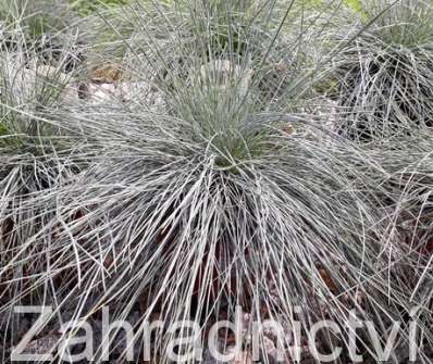 kostřava - Festuca cinerea var glauca