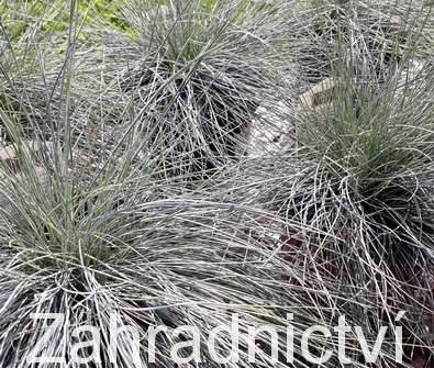 kostřava - Festuca cinerea var glauca