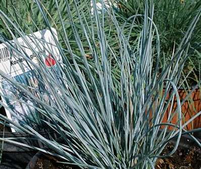 kostřava - Festuca cinerea var glauca