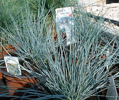 kostřava - Festuca cinerea var glauca