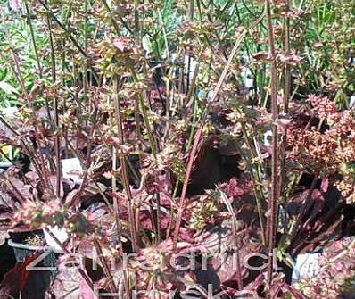 Salvia lyrata Purple Knockout