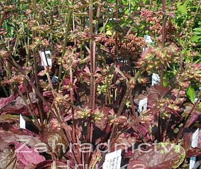 Salvia lyrata Purple Knockout