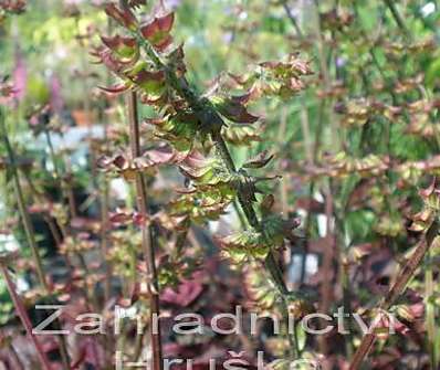 Salvia lyrata Purple Knockout