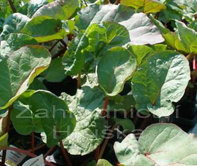 Rheum rhabarbarum