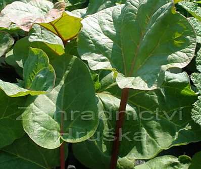 Rheum rhabarbarum