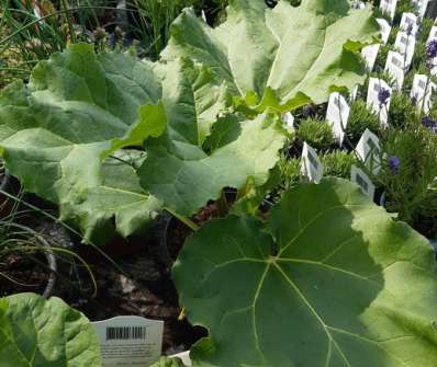 Rheum rhabarbarum