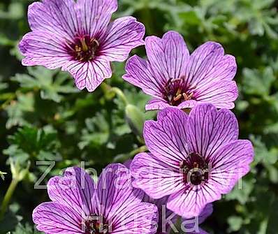 Geranium sanguineum