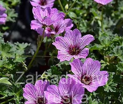 Geranium sanguineum