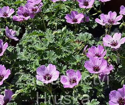 Geranium sanguineum