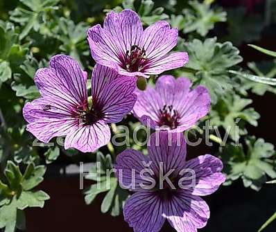 Geranium sanguineum