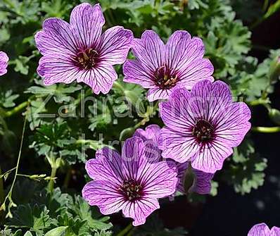 Geranium sanguineum