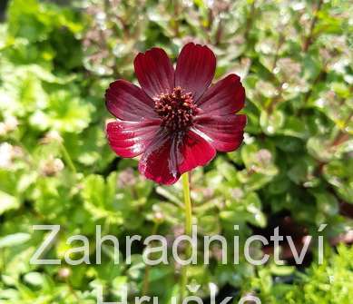 Cosmos atrosanguineus