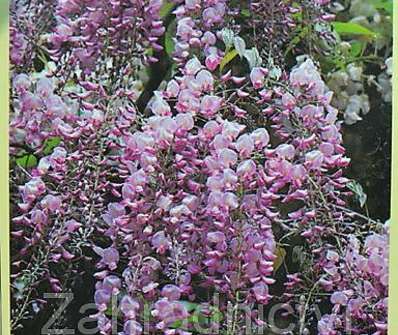 vistárie - Wisteria floribunda 'Honbeni' (Pink Ice)