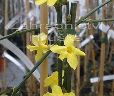 jasmín - Jasminum nudiflorum