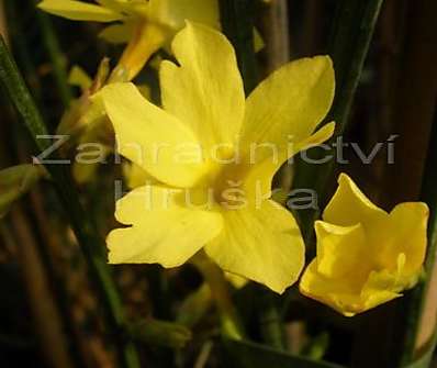 jasmín - Jasminum nudiflorum