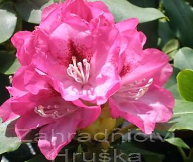 Rhododendron 'Rose Marie'