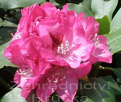 Rhododendron 'Rose Marie'