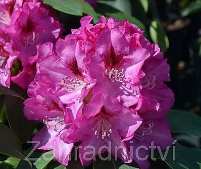 Rhododendron 'Rose Marie'