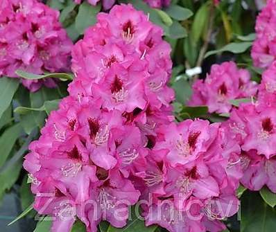 Rhododendron 'Rose Marie'