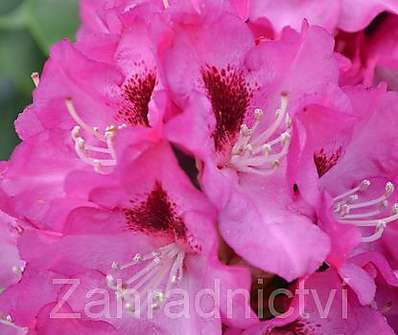 Rhododendron 'Rose Marie'