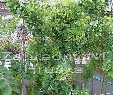 akát - Robinia pseudoacacia 'Twist Baby'.