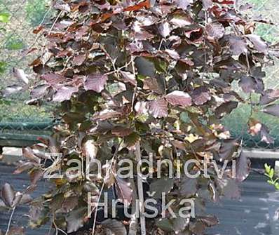 buk - Fagus sylvatica 'Purpurea Pendula'..