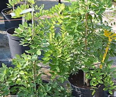 jerlín - Sophora japonica 'Pendula'..