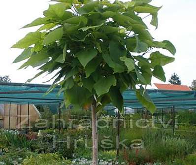 katalpa - Catalpa bignoides 'Nana'.