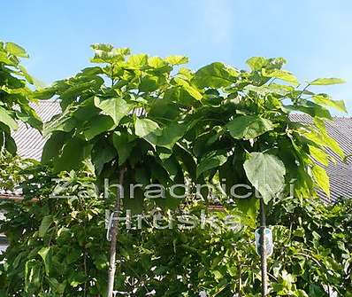 katalpa - Catalpa bignoides 'Nana'..