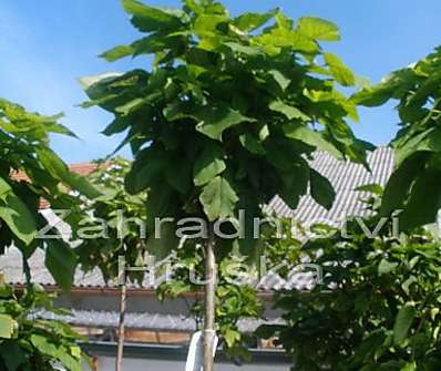 katalpa - Catalpa bignoides 'Nana'..