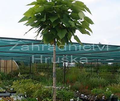 katalpa - Catalpa bignoides 'Nana'...