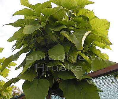katalpa - Catalpa bignoides 'Nana'....