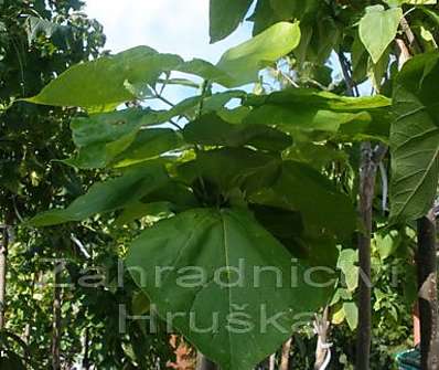 katalpa - Catalpa bignoides 'Aurea'