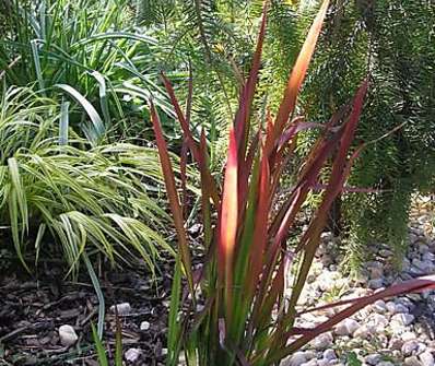 lalang - Imperata cylindrica 'Red Baron'