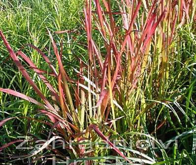 lalang - Imperata cylindrica 'Red Baron'