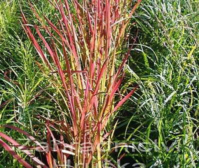 lalang - Imperata cylindrica 'Red Baron'