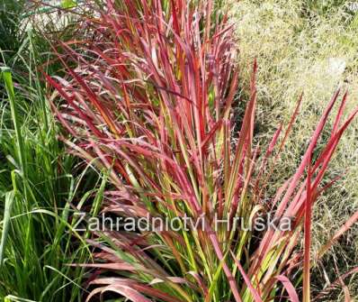 lalang - Imperata cylindrica 'Red Baron'