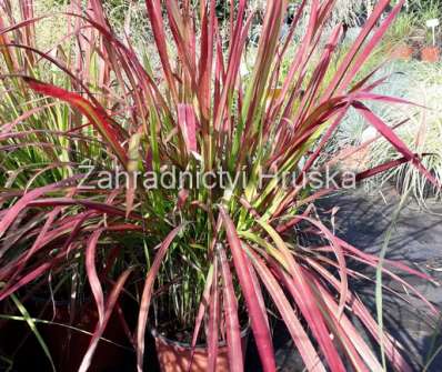 lalang - Imperata cylindrica 'Red Baron'