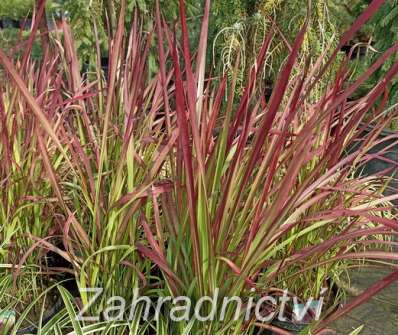 lalang - Imperata cylindrica 'Red Baron'