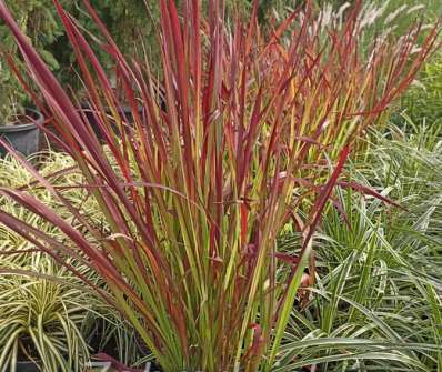 lalang - Imperata cylindrica 'Red Baron'