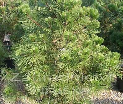 Borovice - Pinus nigra...