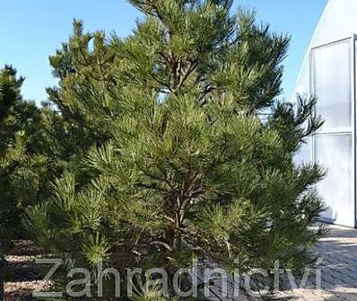 Borovice - Pinus nigra....