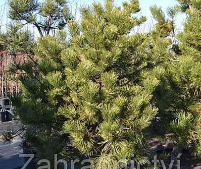 Borovice - Pinus nigra....