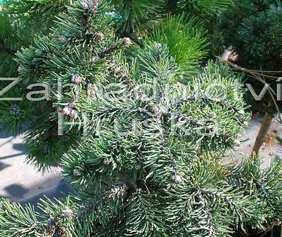 Borovice - Pinus mugo 'Kudrnáč'.KM