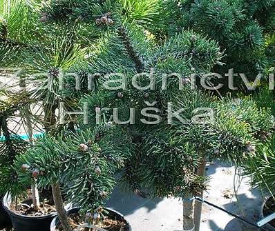 Borovice - Pinus mugo 'Kudrnáč'.KM