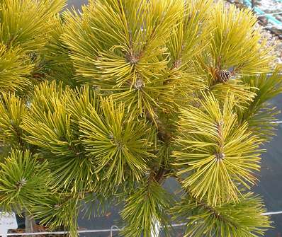 Borovice - Pinus mugo 'Wintergold'.KM