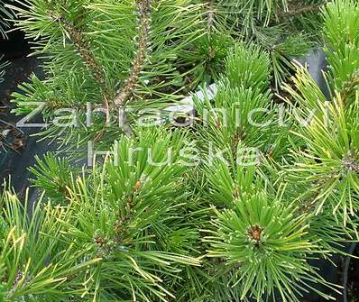 Borovice - Pinus mugo 'Wintergold'..